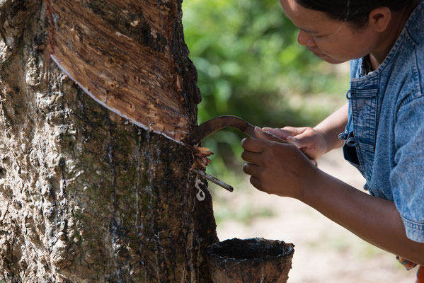 Naturkautschuk wird meist in Südostasien aus Latex gewonnen, dem Milchsaft des ursprünglich aus Brasilien stammenden Kautschukbaums.