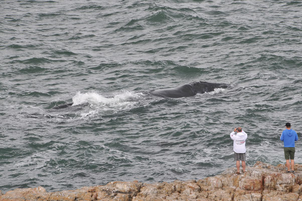 Hermanus