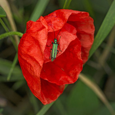 Mohnblüte