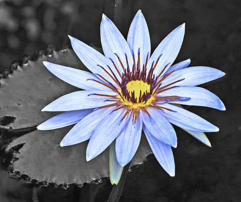 Seerose