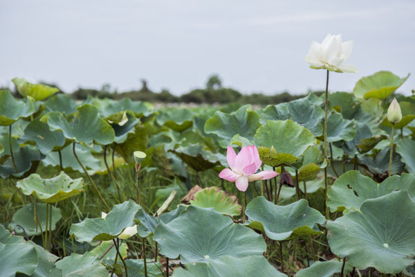 ウォーターヒヤシンス収穫へ　#Pavanasara #Water hyacinth bag