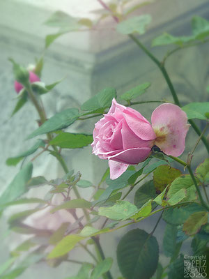 Exponattitel: Die letzten Rosen des Oktobers - © by Pelz Kreativ 2020