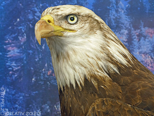 Exponattitel: Riedenburg / Rosenburg / Raubvogelschau & Museum Nr. 29 / Tierpräparat: Weißkopfseeadler - Exponatgröße: 15 x 20 cm - Art: fineART - © by Pelz Kreativ 2023