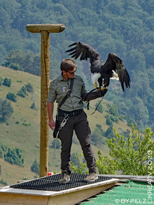 Exponattitel: Riedenburg / Rosenburg / Raubvogelschau & Museum Nr. 16 / Weißkopfseeadler - Exponatgröße: 15 x 20 cm - Art: fineART - © by Pelz Kreativ 2023
