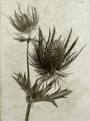 Exponattitel: K. Blossfeldt ART [Nr. 1 / Eryngium alpinum - Alpen Mannstreu] - Exponatgröße: 30 x 40, ohne Rahmung - Art: fineART / Fotografie - Signatur: datiert, signiert - © by Pelz 2018