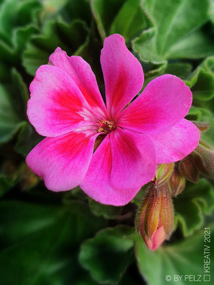 Exponattitel: Mai-Impressionen II / 23 / Geranienblüte - Exponatgröße: 15 x 20 - Art: fineART - © by Pelz Kreativ 2021