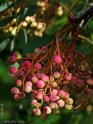 Exponattitel: Nepal-Tempel / Wiesent / Nr. 12  ...und die Beeren legen langsam ihr Rouge auf - Exponatgröße: 15 x 20 cm - Art: fineART - © by Pelz Kreativ 2022