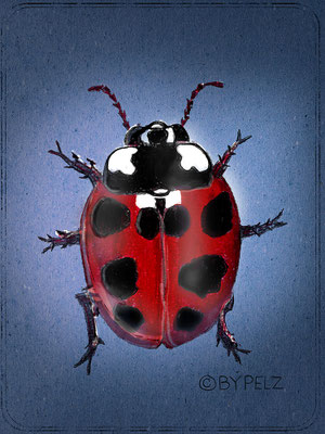 Marienkäfer, Illustration, Zeichnung, Malerei, Farbstifte, Tusche, Copyright by Pelz, 2026.