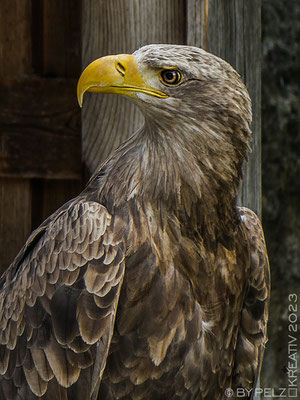 Exponattitel: Riedenburg / Rosenburg / Raubvogelschau & Museum Nr. 2 / Seeadler - Exponatgröße: 15 x 20 cm - Art: fineART - © by Pelz Kreativ 2023