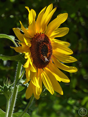 Sonnenblumenzeit - Copyright by Pelz 2018