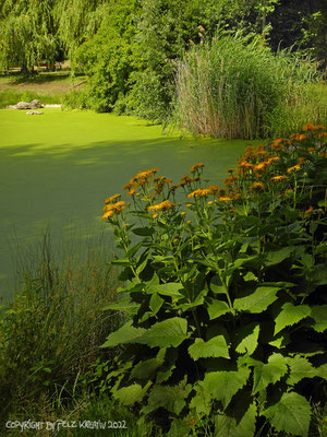 Exponattitel: Impression "Bachlauf und Teich" Nr. 2 - Exponatgröße: 30 x 40 - Art: fineART - © by Pelz Kreativ 2022