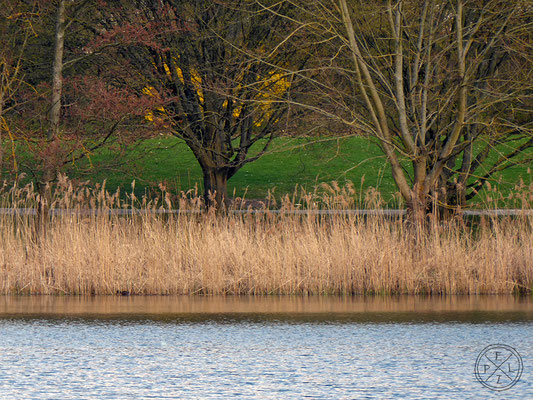 Strukturen und Farbe / Ufer und Wasser - © by Pelz 2018