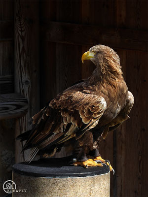 Seeadler - © by Pelz Kreativ 2019 