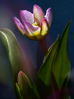 Exponattitel: Zwergtulpe 2 - Exponatgröße: 15 x 20 - Art: fineART - © by Pelz Kreativ 2021