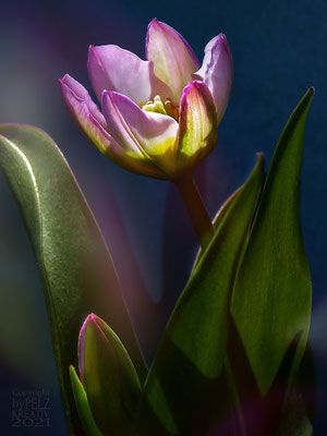 Exponattitel: Zwergtulpe 2 - Exponatgröße: 15 x 20 - Art: fineART - © by Pelz Kreativ 2021