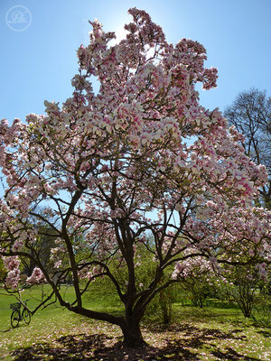 Frühlingsimpressionen 1-12 / Bild 7 / Unter dem Magnolienbaum - © by Pelz Kreativ 2019