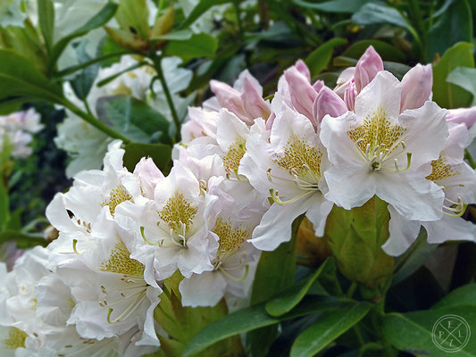 Rhododendronblüten Nr. 1 - Copyright by Pelz 2018