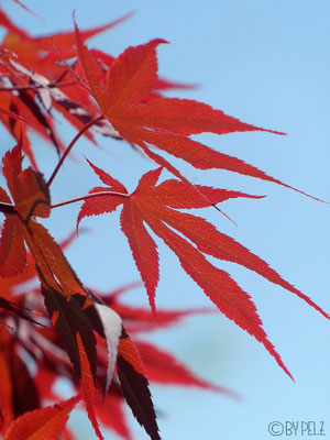 Japanischer Ahorn, Garten, Pflanzen, hellblau, Natur, © by Pelz, 2026. 