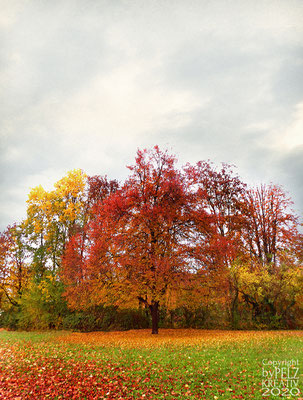 Exponattitel: Herbstliche Baumreihe - © by Pelz Kreativ 2020