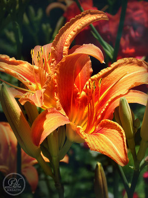 Exponattitel: Sommerspaziergang an der Donau / Regensburg  Nr. 14 - Orange Gartenlilie Nr. II - © by Pelz Kreativ 2019