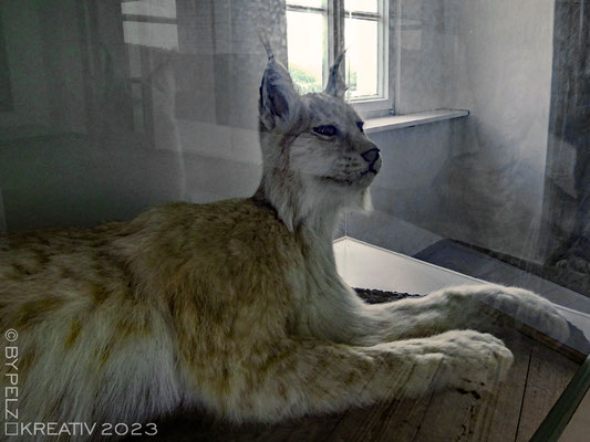 Exponattitel: Riedenburg / Rosenburg / Raubvogelschau & Museum Nr. 26 / Tierpräparat: Luchs - Exponatgröße: 15 x 20 cm - Art: fineART - © by Pelz Kreativ 2023