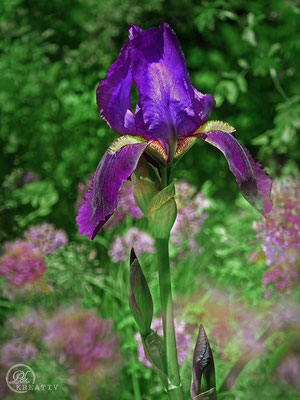 Florale Eindrücke in Violett / Nr. 4 - © by Pelz Kreativ 2019 