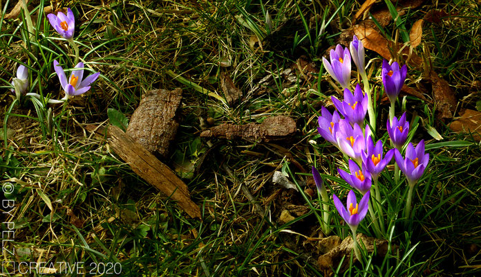 Exponattitel: Erste Frühlingsboten - Nr. 8 - Exponatgrößen: 23 x 40 - Art: fineART - © by Pelz Kreativ 2020