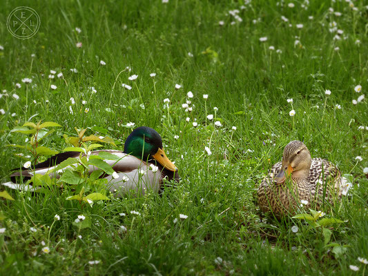 Wildentenpaar - Copyright by Pelz 2018