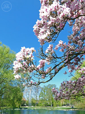 Frühlingsimpressionen 1-12 / Bild 3 / Magnolienblüte im Stadtpark - © by Pelz Kreativ 2019