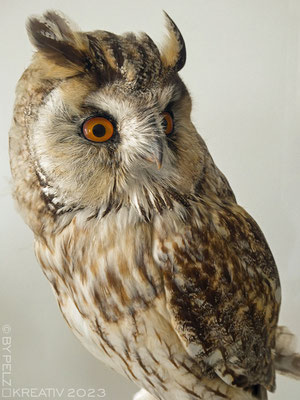 Exponattitel: Riedenburg / Rosenburg / Raubvogelschau & Museum Nr. 32 / Tierpräparat: Waldohreule - Exponatgröße: 15 x 20 cm - Art: fineART - © by Pelz Kreativ 2023