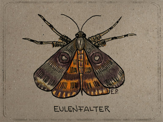 Titel: Eulenfalter (Noctuidae) / Grußkarte - Größe: 15 x 20 cm - Art: Buntstift- & Aquarellmalerei - © by Emil Pelz 2023