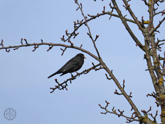 Amsel in den Ästen Nr. I - © by Pelz 2018