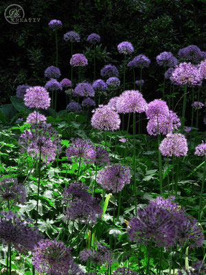 Florale Eindrücke in Violett / Nr. 1 - © by Pelz Kreativ 2019 