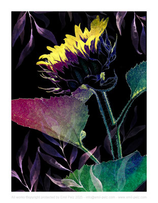 Titel: Sonnenblumen Impression - Größe: 35 x 45 - Art: digiART / Zeichentablett WACOM - © by Pelz / 16. August 2025