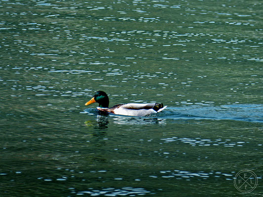 Ente ganz einsam - © by Pelz 2018