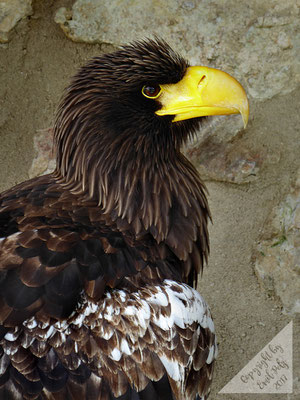 Seeadler - © by Emil Pelz 2017