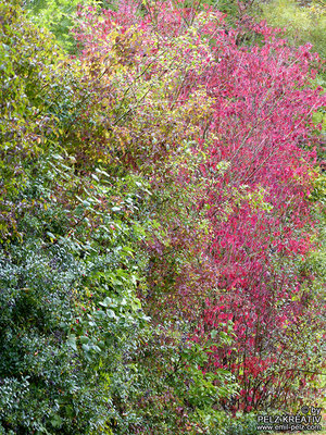 Herbstlich buntes Laubpotpourri - © by Pelz Kreativ 2020