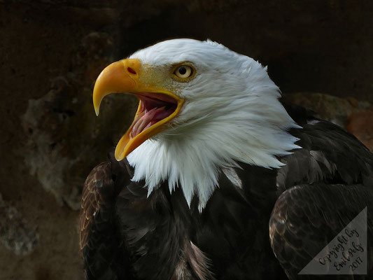 Weißkopfseeadler - © by Emil Pelz 2017