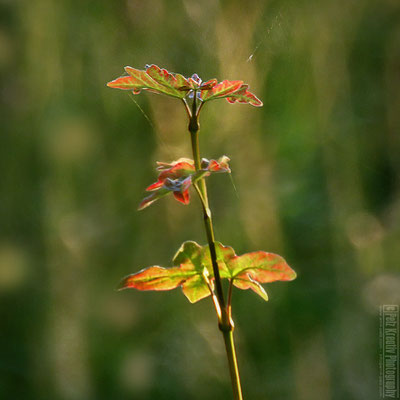 Exponattitel: Nature in the Wind and Light No. I - Exponatgrößen: 30 x 30- Art: fineART - © by Pelz Kreativ 2020