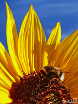 Sonnenblume mit Hummel III - © by Pelz Kreativ 2020