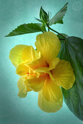 Gelber Hibiskus - Copyright by Pelz 2018