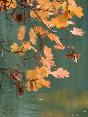 Bildtitel: Der Herbstwind bringt es in Bewegung - 15 x 20 - Copyright by Emil Pelz 2017