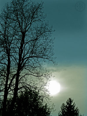 Im Gegenlicht der Sonne - Copyright by Pelz 2018