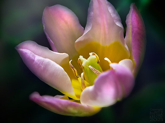 Exponattitel: Zwergtulpe 1 - Exponatgröße: 15 x 20 - Art: fineART - © by Pelz Kreativ 2021