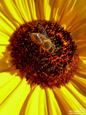 Sonnenblume mit Honigbiene II - © by Pelz Kreativ 2020