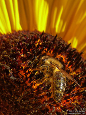 Sonnenblume mit Honigbiene II - © by Pelz Kreativ 2020