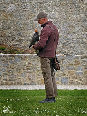 Falkner mit Falke - © by Pelz Kreativ 2019 