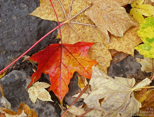 Exponattitel: Lebendige Herbstfarben - © by Pelz Kreativ 2020