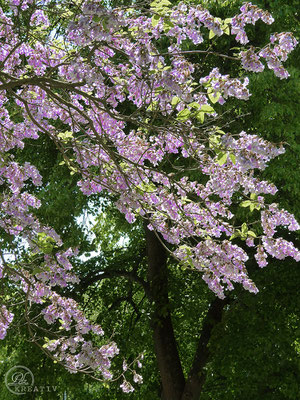 Florale Eindrücke in Violett / Nr. 3 - © by Pelz Kreativ 2019 