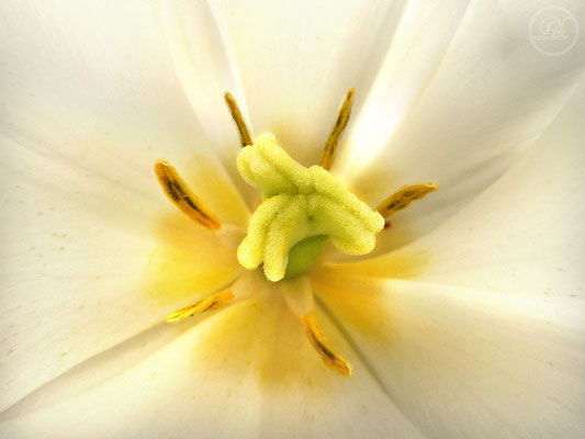 Exponattitel: Tulpen-Makro gelb/rot - © by - © by Pelz Kreativ 2019 